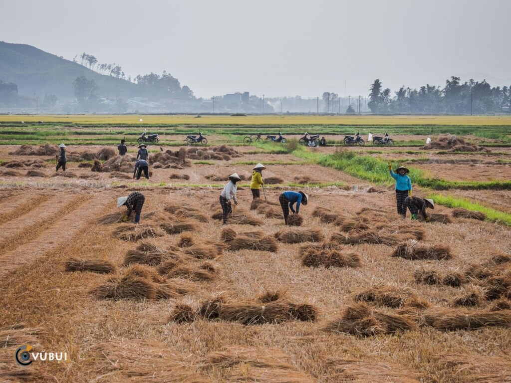 làng nón là còn những hình ảnh rất Việt Nam - Hình ảnh người nông dân đội nón trong cuộc sống thường ngày