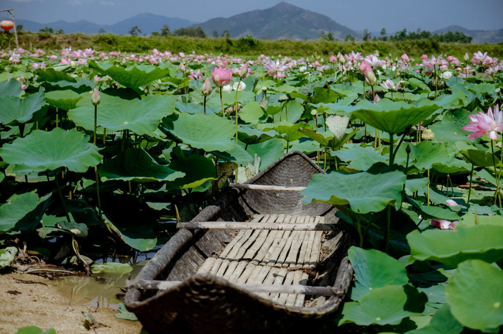 Hồ Sen Tây Sơn (Ảnh: Ngọc Thiệu)