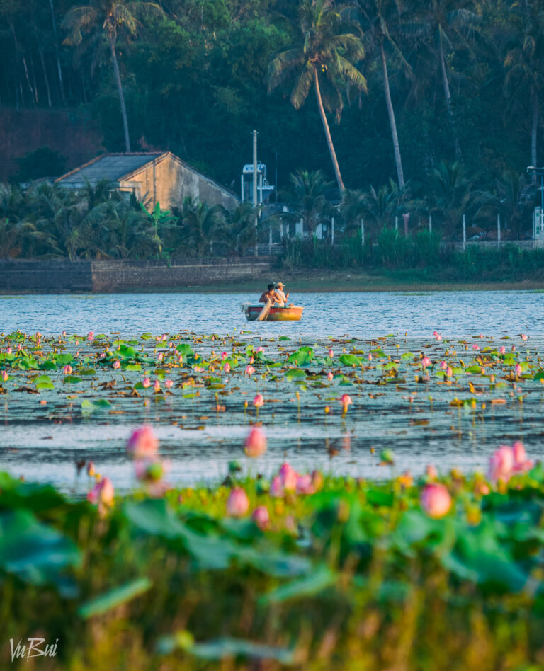 Hồ Sen Thanh Hoài ( Ảnh: Thanh Bụi)