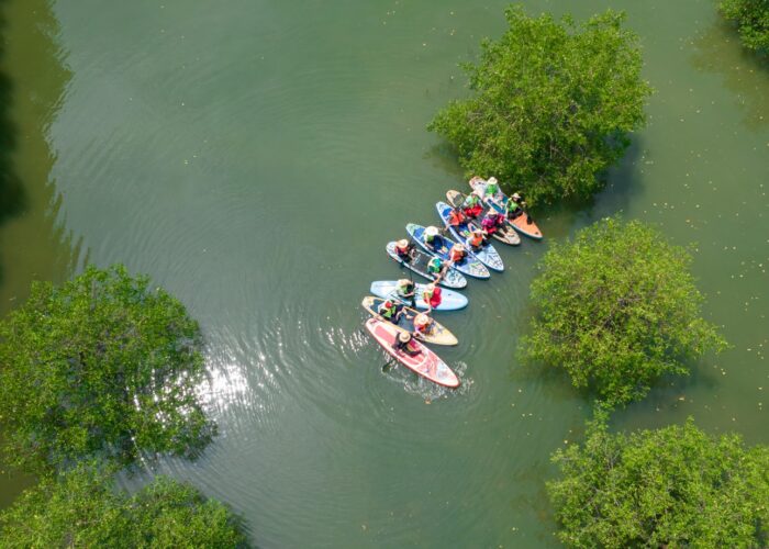 Chèo SUP khám phá rừng ngập mặn Cồn Chim