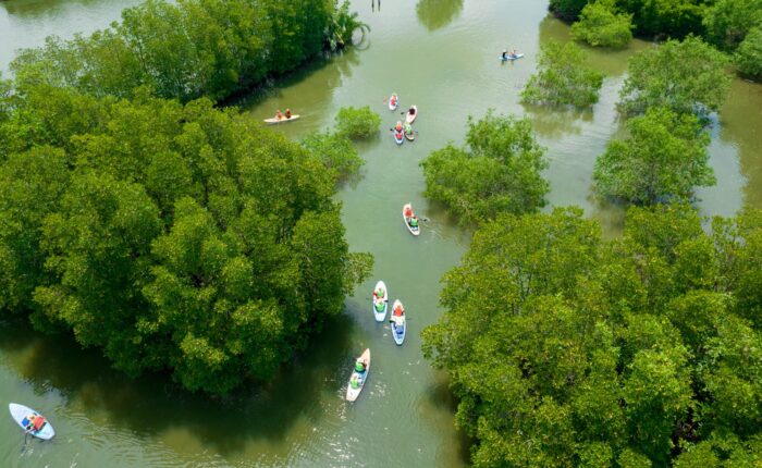 Tự do khám phá rừng đước nguyên sinh