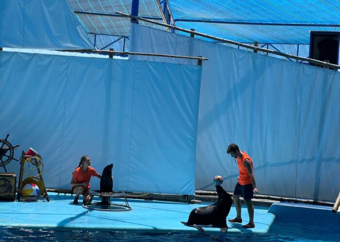 Show xiếc Hải Cẩu tại Kỳ Co