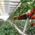 Dâu tây vườn BB Farm