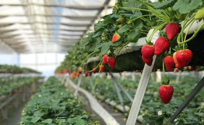 Dâu tây vườn BB Farm