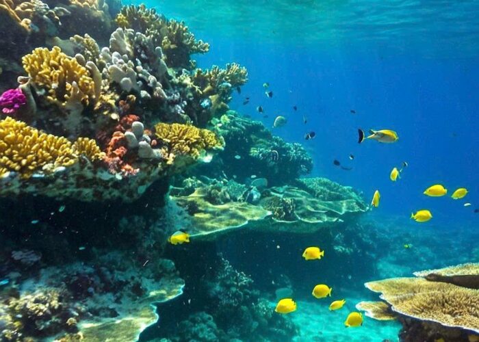 Ngắm San Hô Hòn Nưa