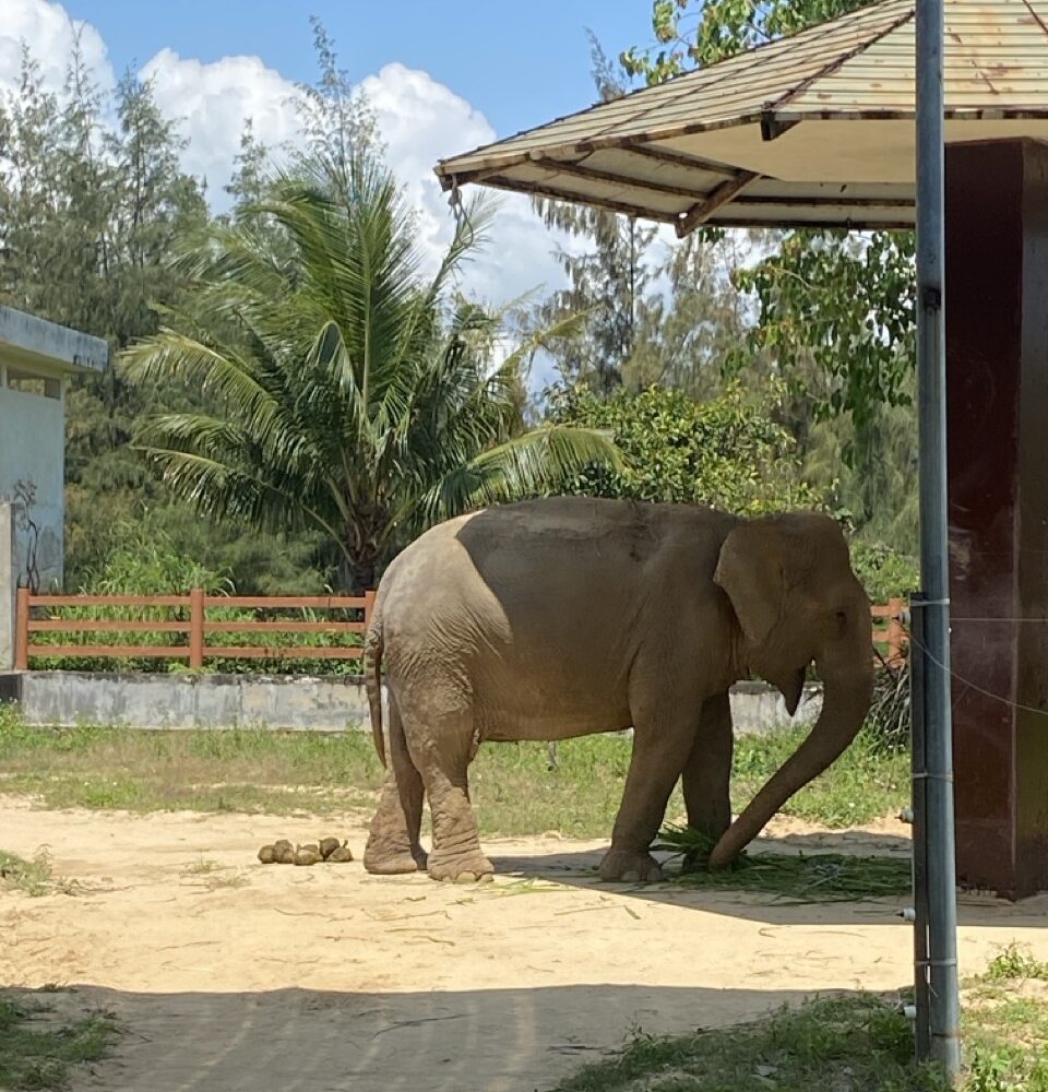 Voi tại Safari Quy Nhơn