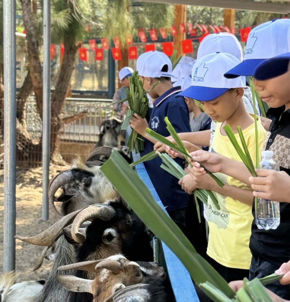 Học sinh cho dê ăn tại Safari Quy Nhơn