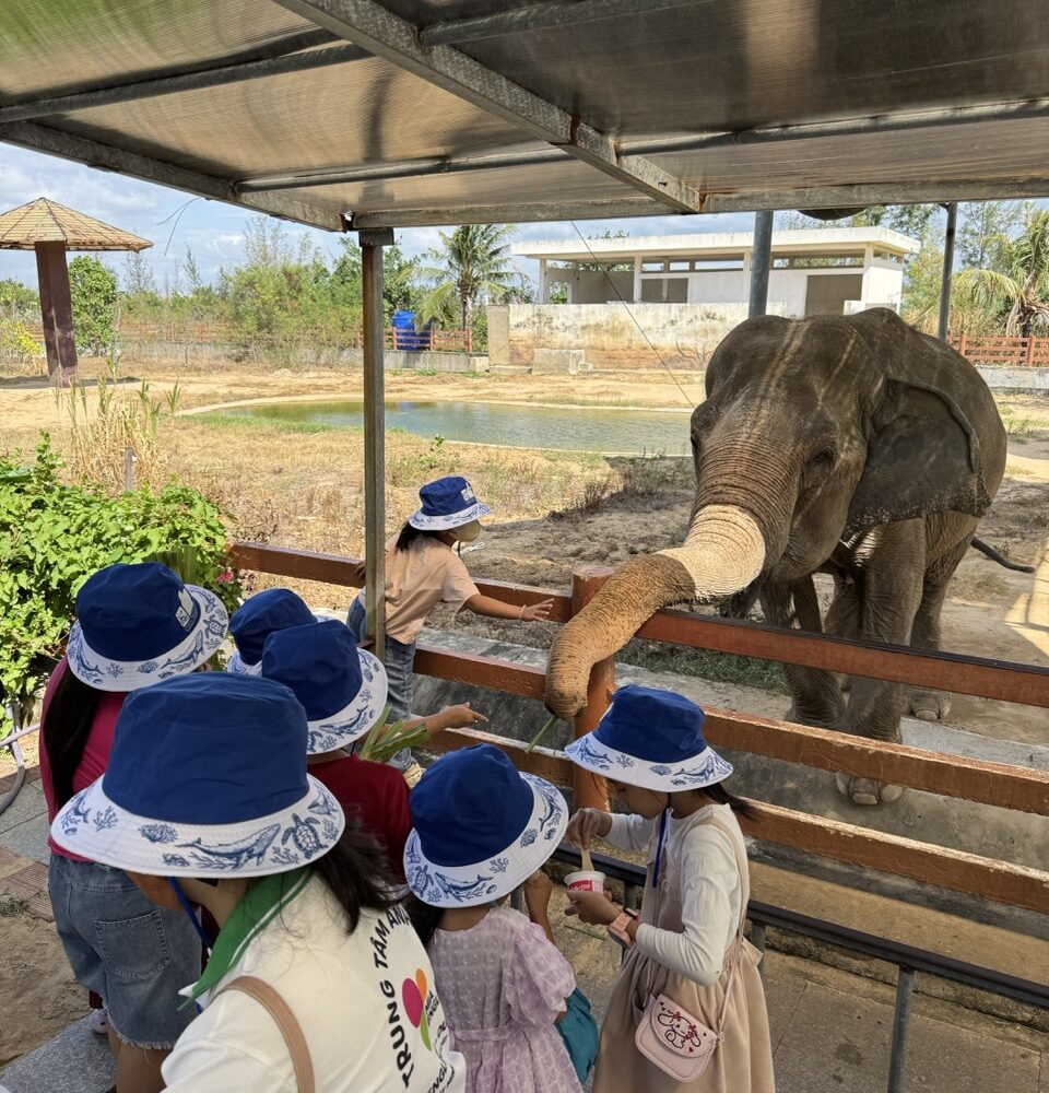 Học sinh cho voi ăn tại Safari Quy Nhơn