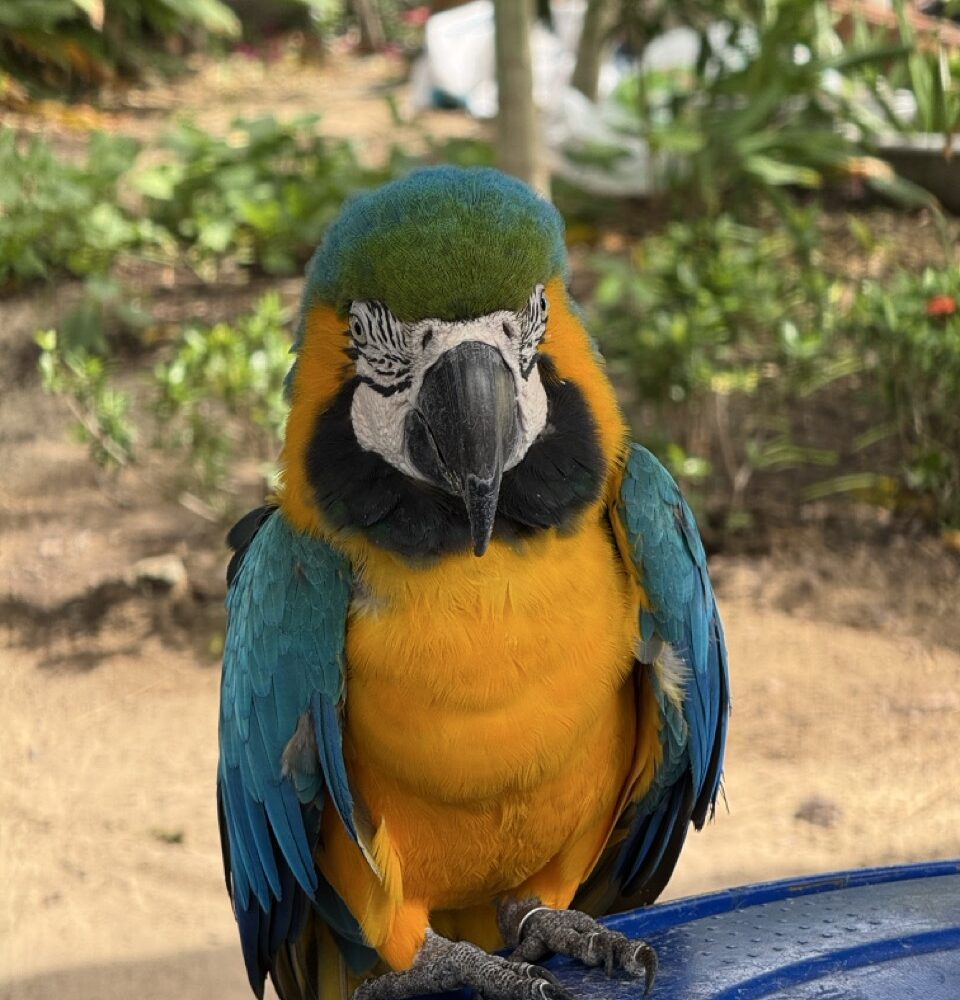 Vẹt tại Safari Quy Nhơn